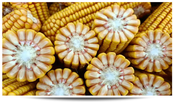 1747640122998428.png 圖片58.png